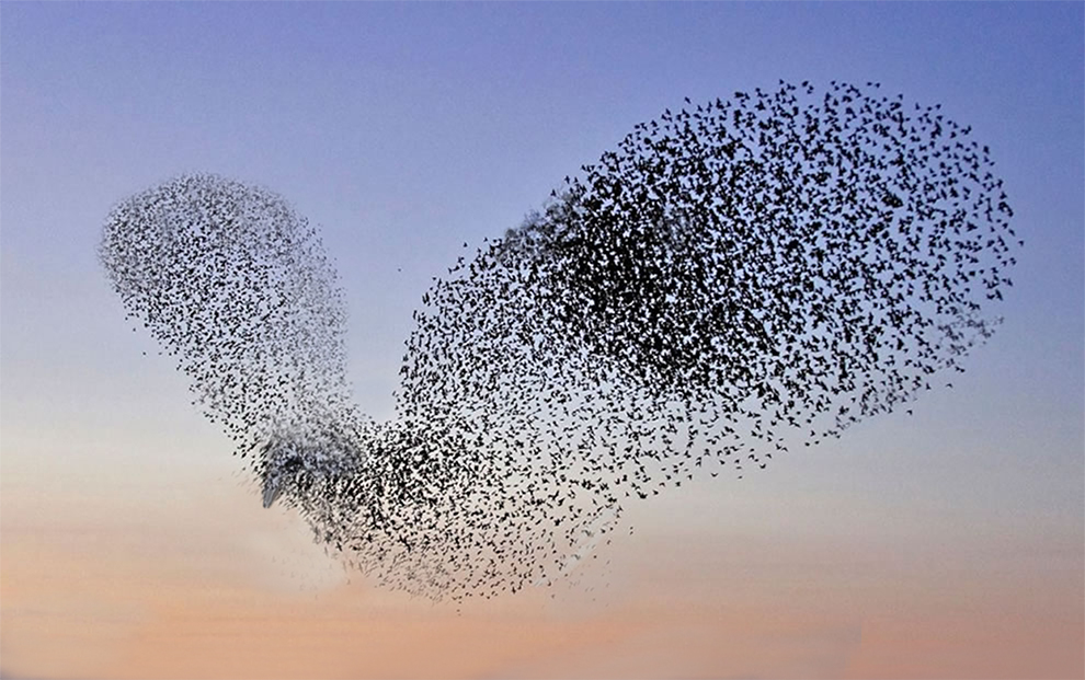 Alas de los cielos. Paper. Cm. 40X25