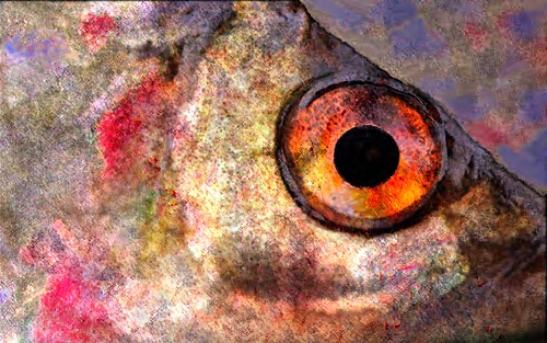 Pescaíto. Digital print. Cm. 100X70