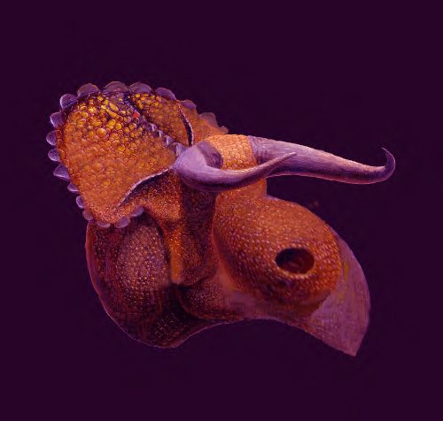 Torito de los cielos. Digital print. Cm. 100X100
